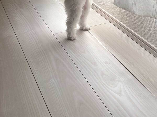 起きてすぐにカーテンを見たら…　一瞬戸惑う『光景』に「カーテンのお化け」「バレリーナ？」