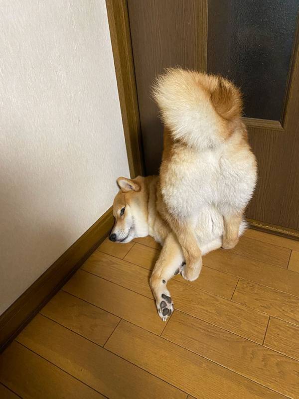 飼い主「早く散歩行くぞ…」　ハーネスを愛犬に着けようとしたら…「笑った」「菜々緒すぎる」