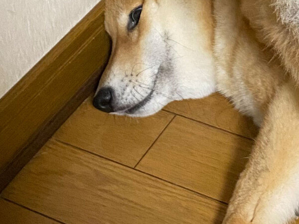 飼い主「早く散歩行くぞ…」　ハーネスを愛犬に着けようとしたら…「笑った」「菜々緒すぎる」