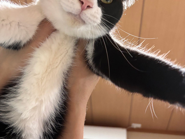 感情が顔に出やすい猫　飼い主に抱っこされて…「その顔やめてくれ！」