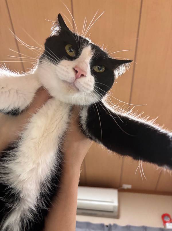 感情が顔に出やすい猫　飼い主に抱っこされて…「その顔やめてくれ！」