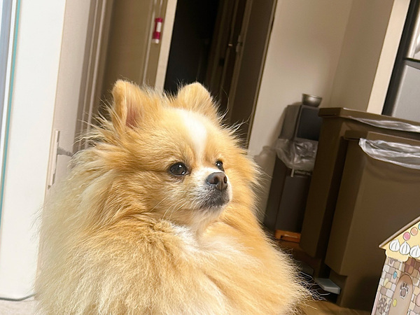 「詫びろと言っている」　帰りが遅くなった飼い主に、ポメラニアンが…？