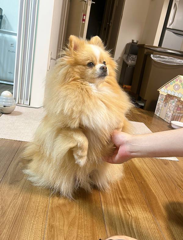 「詫びろと言っている」　帰りが遅くなった飼い主に、ポメラニアンが…？