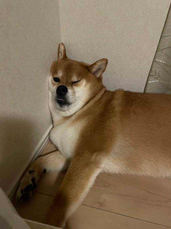 飼い主「寝づらいやろ、そこ」　柴犬が寝ていた場所とは？