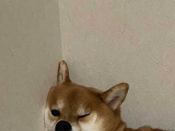 飼い主「寝づらいやろ、そこ」　柴犬が寝ていた場所とは？