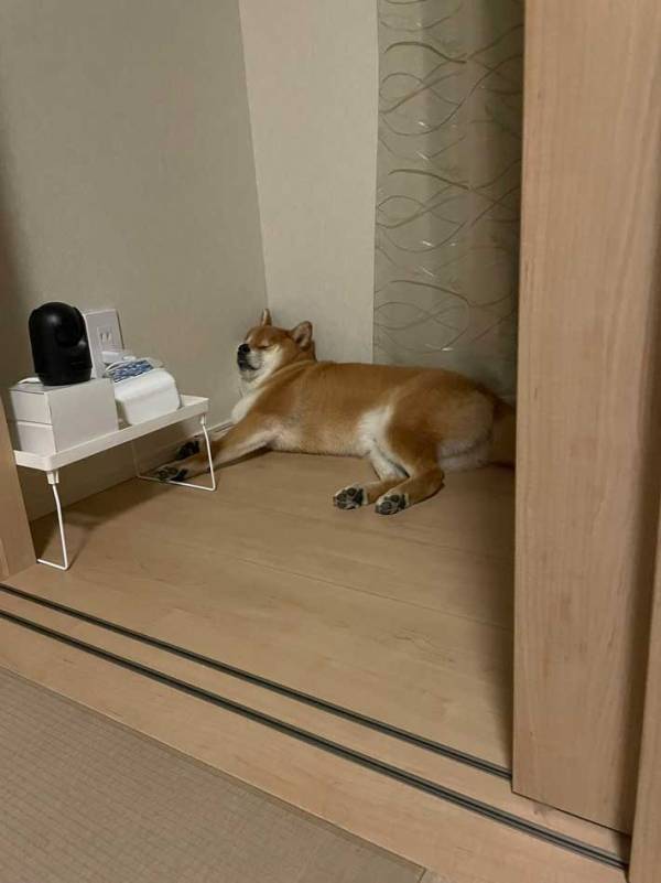 飼い主「寝づらいやろ、そこ」　柴犬が寝ていた場所とは？