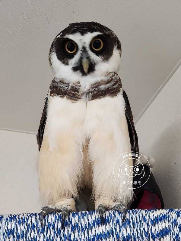 正面を向いたフクロウ　体が…「もう、それにしか見えない」