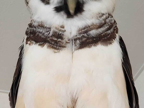 正面を向いたフクロウ　体が…「もう、それにしか見えない」