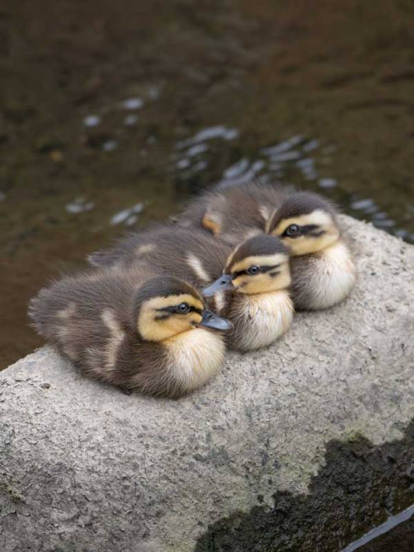 「『カルガモ団子』を見つけました！」　１枚に「あざとかわいい」