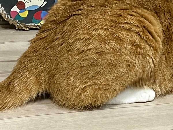 猫が顔を突っ込んだのは…　写真に「笑った」「やってんな」