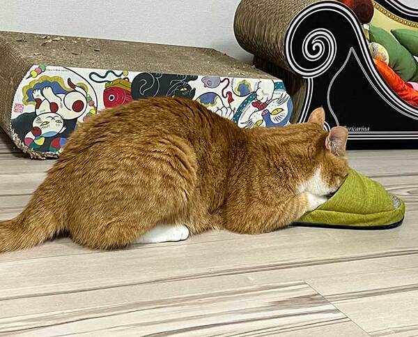 猫が顔を突っ込んだのは…　写真に「笑った」「やってんな」