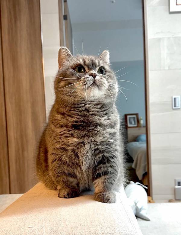 『千手観音』といわれた猫　顔を見ると…「散らばってる」「爆発後のよう」