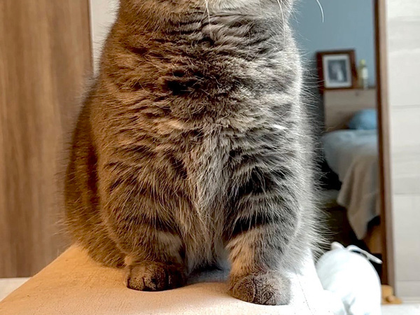 『千手観音』といわれた猫　顔を見ると…「散らばってる」「爆発後のよう」