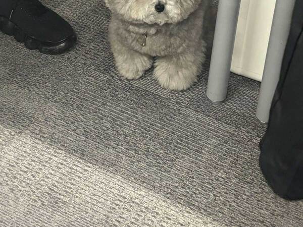 「怒られた時の避難場所」　社員の姿に「声出た」「何しちゃったの～？」