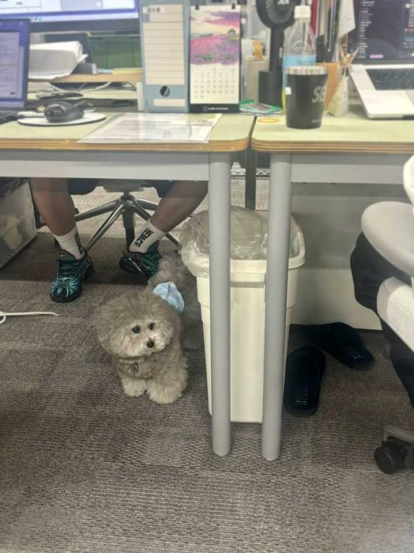 「怒られた時の避難場所」　社員の姿に「声出た」「何しちゃったの～？」