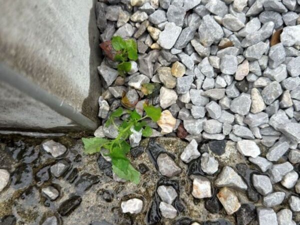 沸かしたお湯をかけるだけ？　雑草の変化に「こんなに早いの？」「やってみる」