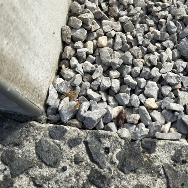 沸かしたお湯をかけるだけ？　雑草の変化に「こんなに早いの？」「やってみる」