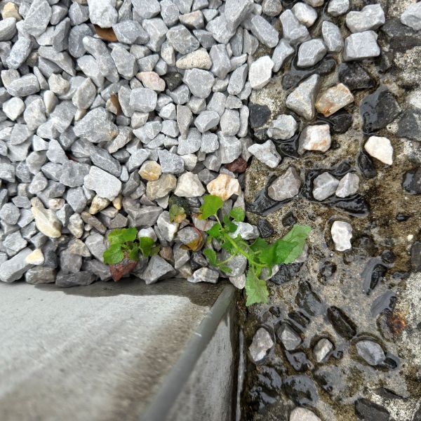 沸かしたお湯をかけるだけ？　雑草の変化に「こんなに早いの？」「やってみる」