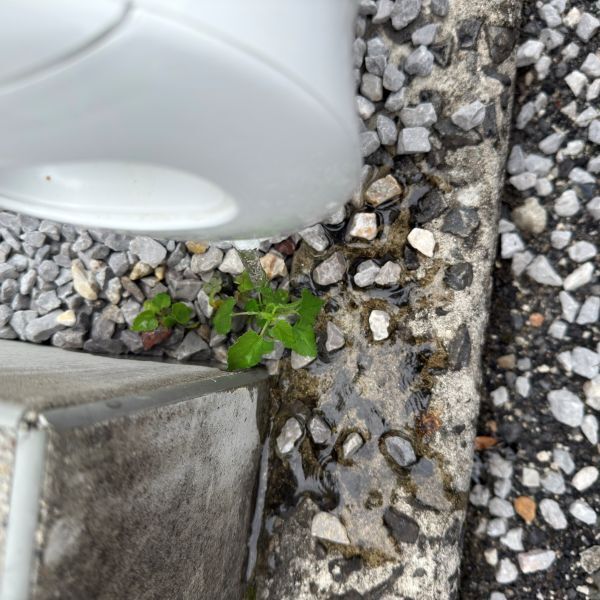 沸かしたお湯をかけるだけ？　雑草の変化に「こんなに早いの？」「やってみる」