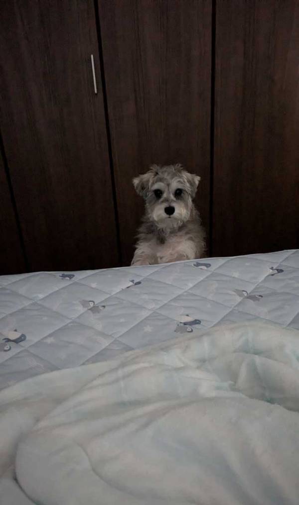 朝方、「クーン…クーン」と鳴き声が聞こえて？　ベッド横の犬に「秒で抱っこする」「かわいすぎる」