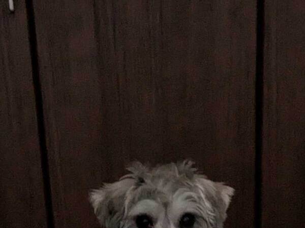 朝方、「クーン…クーン」と鳴き声が聞こえて？　ベッド横の犬に「秒で抱っこする」「かわいすぎる」