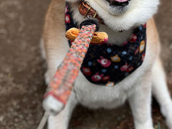 帰宅を『拒否』する柴犬　その表情に「笑っちゃった」「強い意志を感じる」