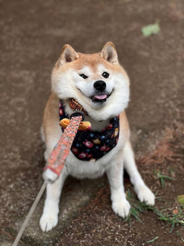 帰宅を『拒否』する柴犬　その表情に「笑っちゃった」「強い意志を感じる」