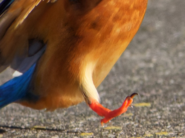 「エッホ、エッホ」　カワセミが羽を使わずに…「こんな姿、初めて見た！」