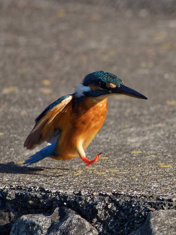 「エッホ、エッホ」　カワセミが羽を使わずに…「こんな姿、初めて見た！」