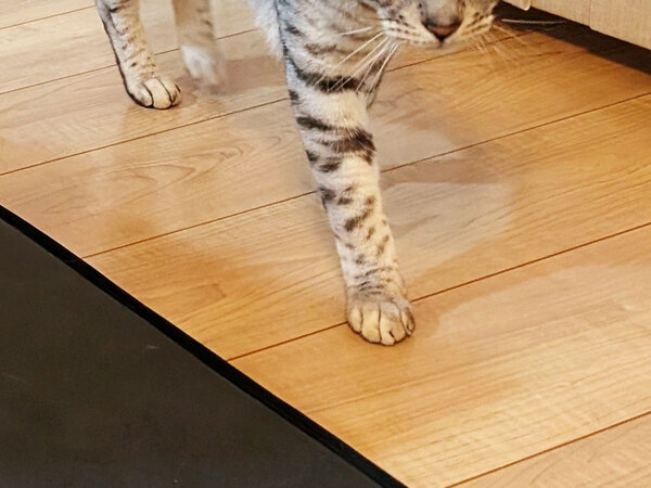 猫「飯だ。いくぞ」犬「おう！」　ご飯前の２匹の姿に「戦いに挑む前かな」「いい目をしてる」