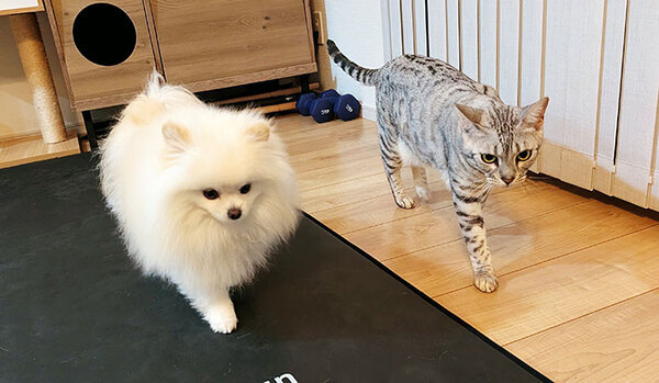 猫「飯だ。いくぞ」犬「おう！」　ご飯前の２匹の姿に「戦いに挑む前かな」「いい目をしてる」