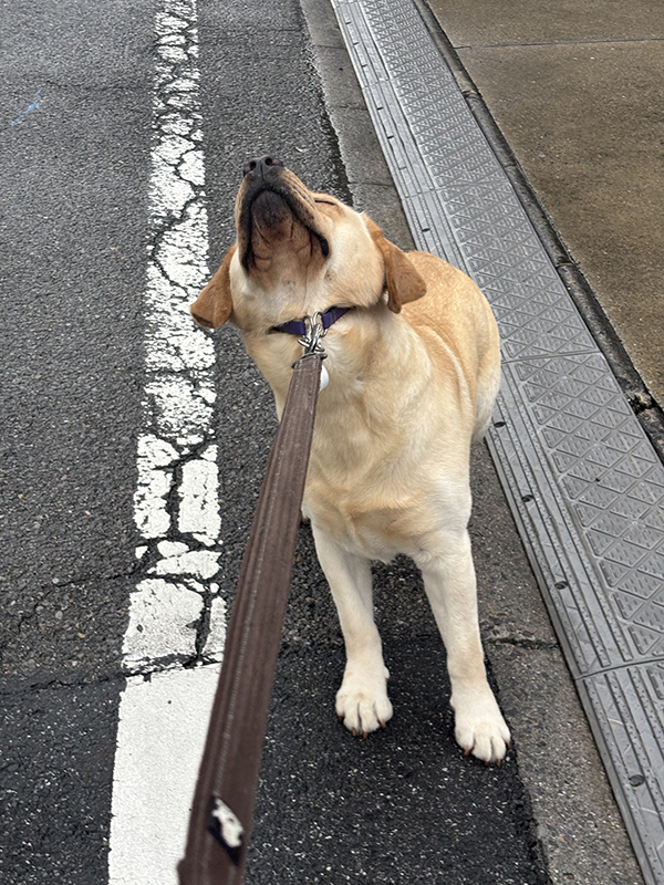 『散歩の終わり』を感じ取った大型犬　とった行動に「笑っちゃった」「どんだけ嫌なの！」