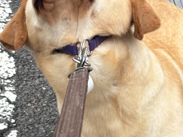 『散歩の終わり』を感じ取った大型犬　とった行動に「笑っちゃった」「どんだけ嫌なの！」