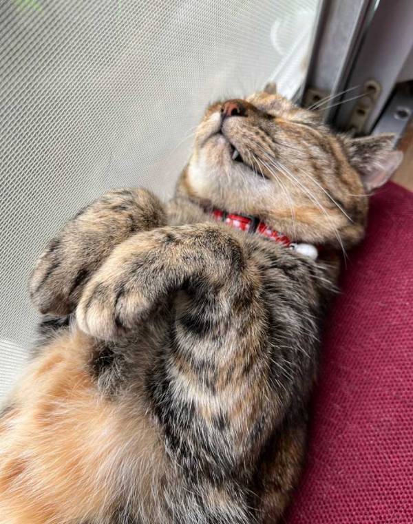 飼い主「慌ててカメラ起動させるよね」　昼寝する猫の姿に「あ～これは神」「貴重な瞬間」