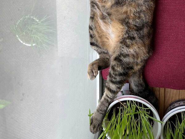 飼い主「慌ててカメラ起動させるよね」　昼寝する猫の姿に「あ～これは神」「貴重な瞬間」