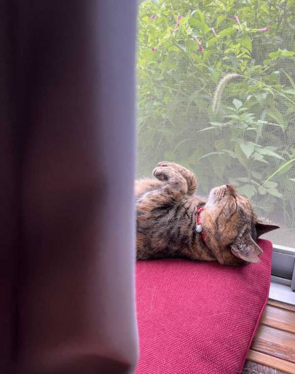 飼い主「慌ててカメラ起動させるよね」　昼寝する猫の姿に「あ～これは神」「貴重な瞬間」