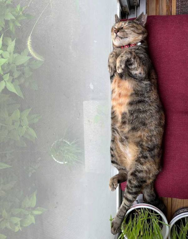 飼い主「慌ててカメラ起動させるよね」　昼寝する猫の姿に「あ～これは神」「貴重な瞬間」