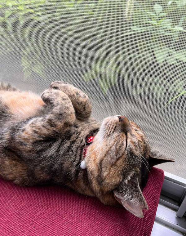 飼い主「慌ててカメラ起動させるよね」　昼寝する猫の姿に「あ～これは神」「貴重な瞬間」