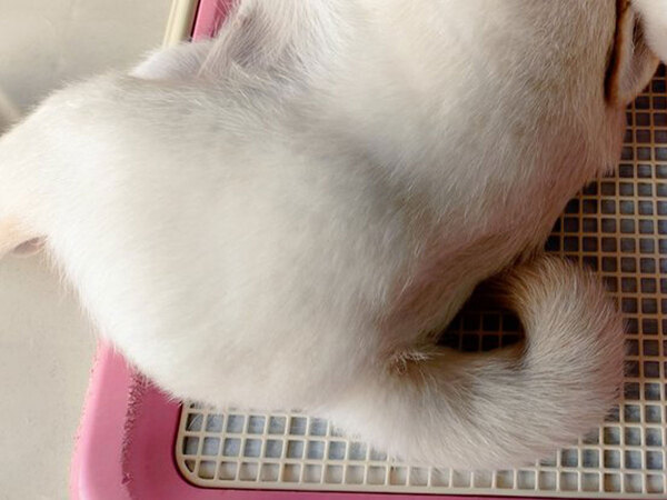 飼い主「心臓出た、やめて」　愛犬の寝ている姿が…「ヒェッ」「恐怖映像じゃん」