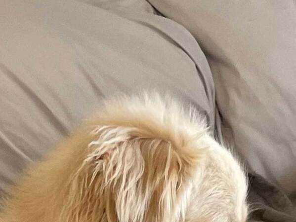 飼い主「朝は基本的に瞑想をしていますね」　疑いが拭いきれない１枚に「笑った」「神々しい」