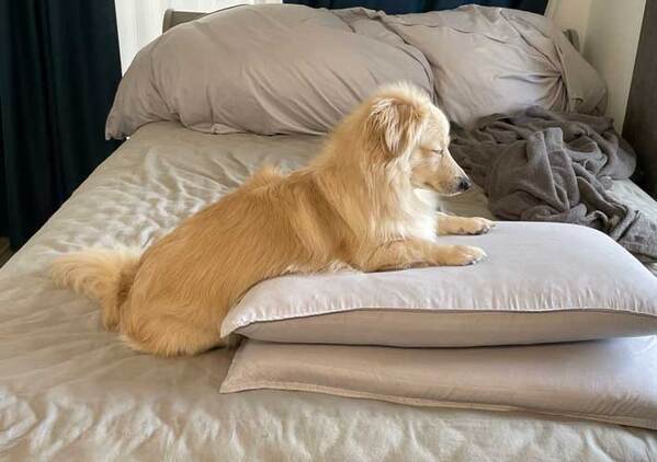 飼い主「朝は基本的に瞑想をしていますね」　疑いが拭いきれない１枚に「笑った」「神々しい」