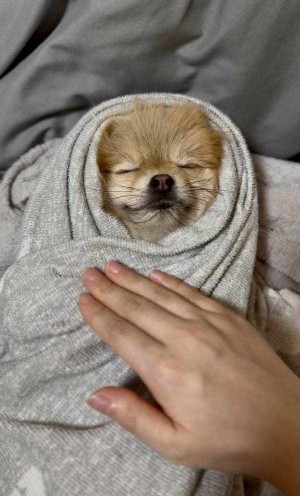 タオルケットで眠るポメ　表情に「最高」「人間みたい」