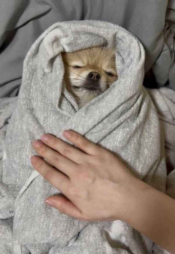 タオルケットで眠るポメ　表情に「最高」「人間みたい」
