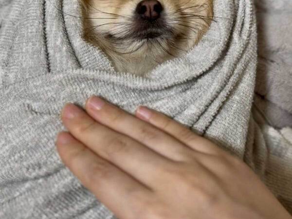 タオルケットで眠るポメ　表情に「最高」「人間みたい」