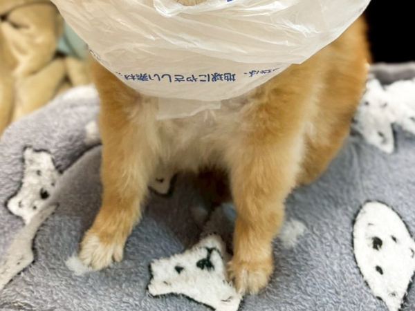 犬の散歩中、突然大雨！　飼い主の『対処法』に「涙出た」「最高かよ！」