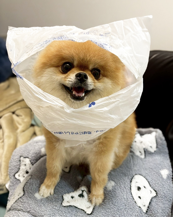 犬の散歩中、突然大雨！　飼い主の『対処法』に「涙出た」「最高かよ！」