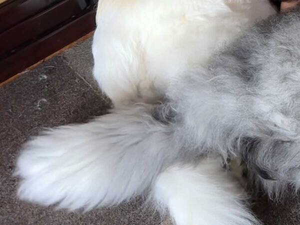 寝そべる３歳の娘　その周りにいたのが？「もののけ姫の世界観」「夢のような生活」