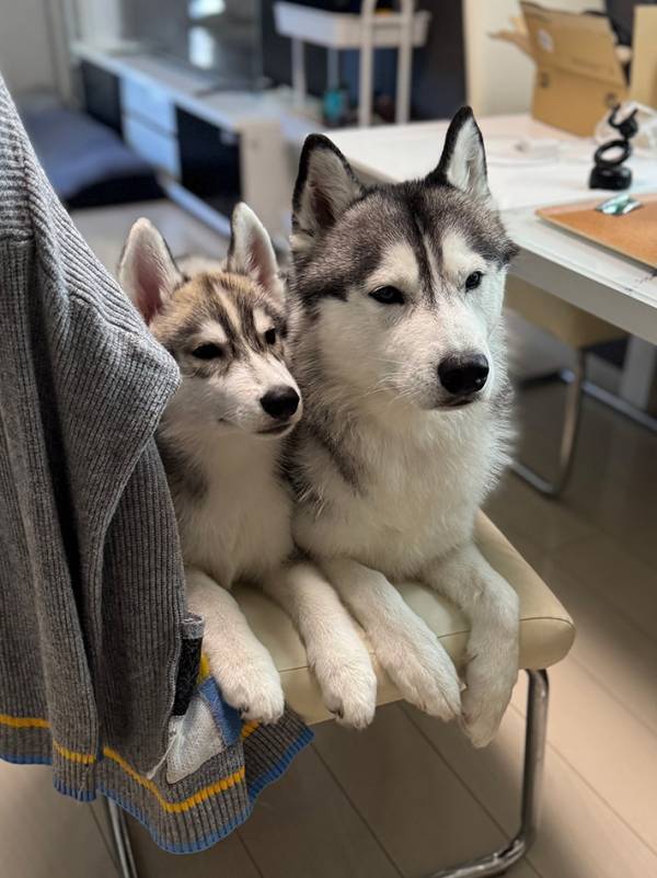 飼い主「血縁関係なかったはずなんだけど…」　１匹のハスキーの隣で？「見事なシンクロ」