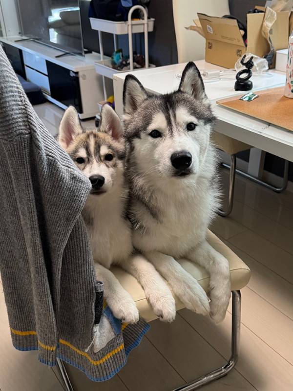 飼い主「血縁関係なかったはずなんだけど…」　１匹のハスキーの隣で？「見事なシンクロ」