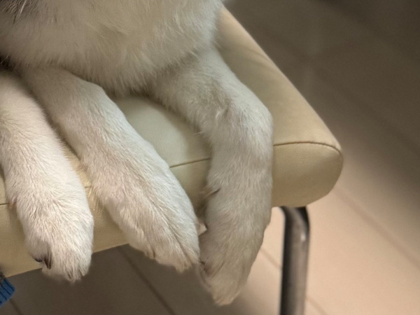 飼い主「血縁関係なかったはずなんだけど…」　１匹のハスキーの隣で？「見事なシンクロ」